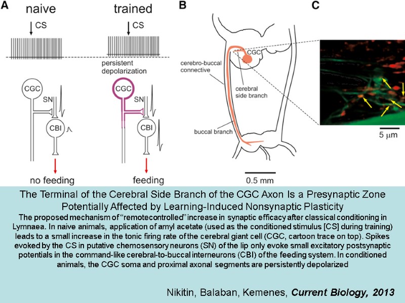 The Terminal of the Cerebral Side Branch of the CGC Axon Is a Presynaptic